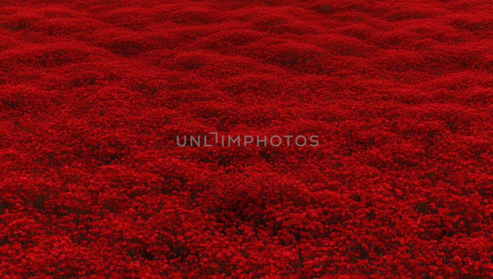 Vibrant red flower field in full bloom. Concept of nature and beauty.