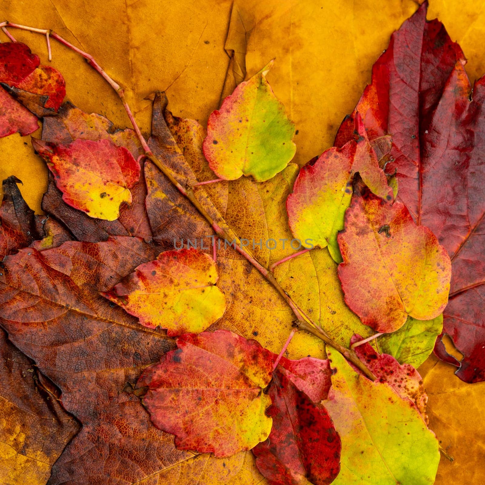 arrangement of colourful autumn leaves