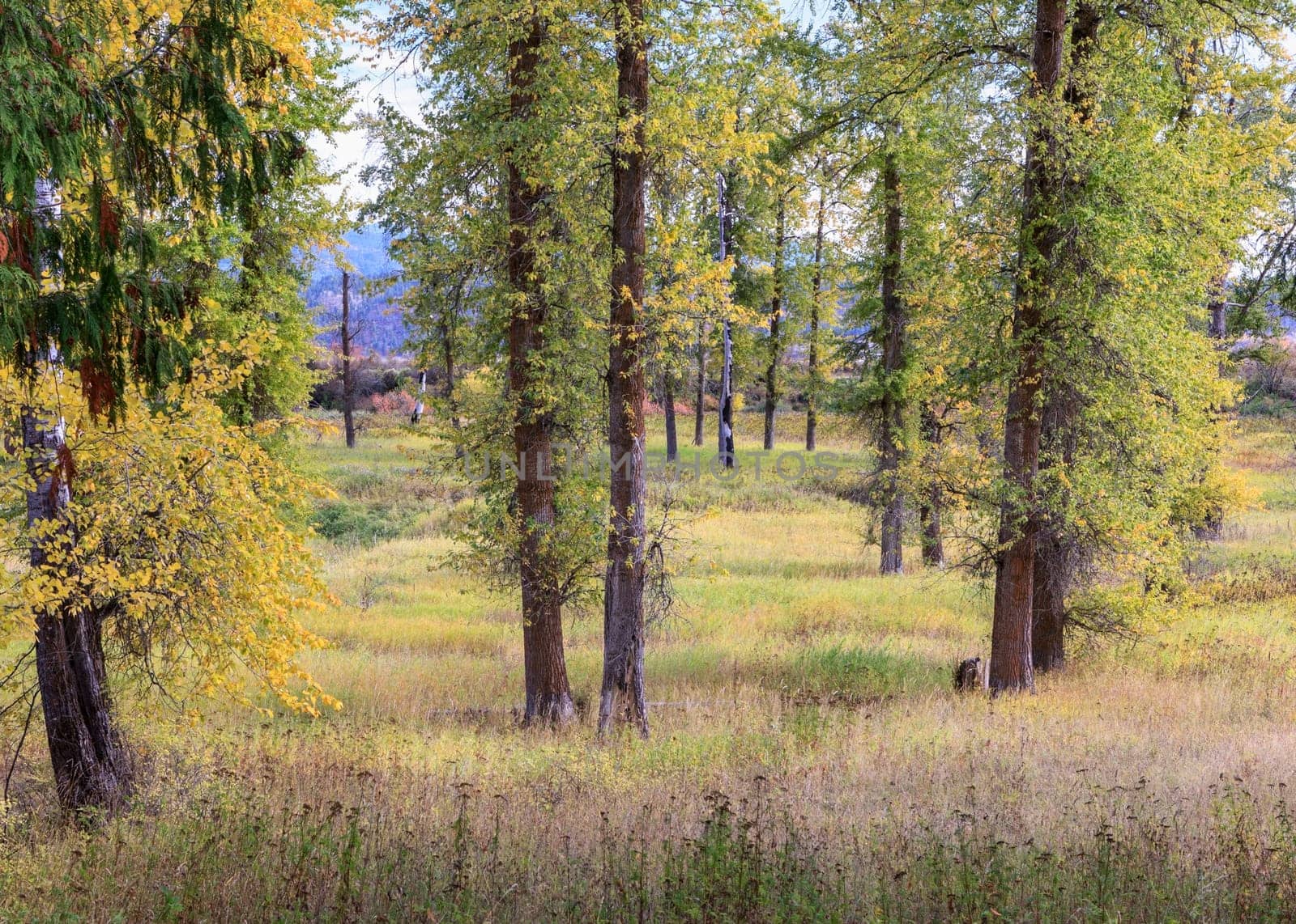 Tall trees in a well kept grassy field in north Idaho.