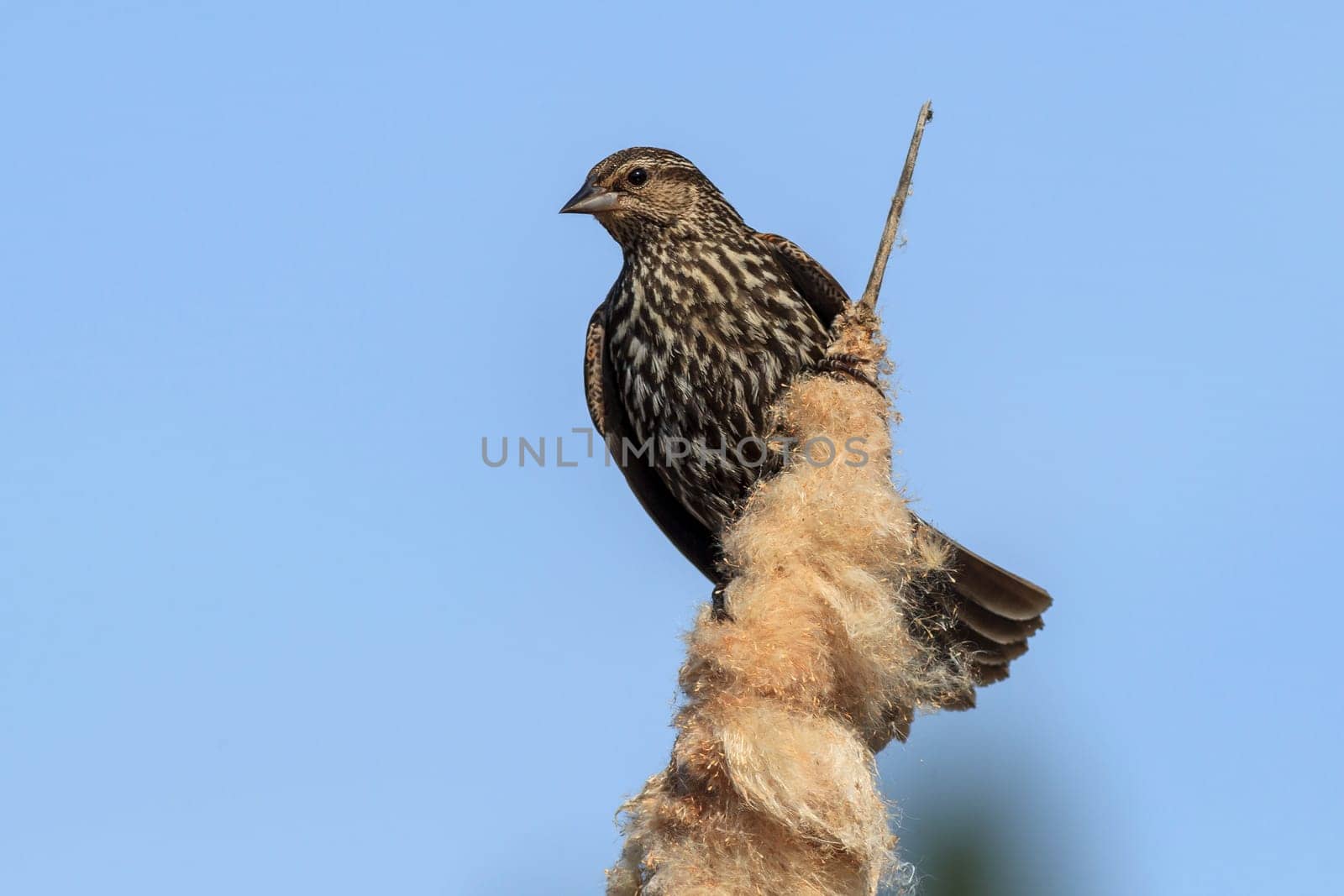 A female red-winged blackbird (agelaius phoeniceus) on a cattail in north Idaho.