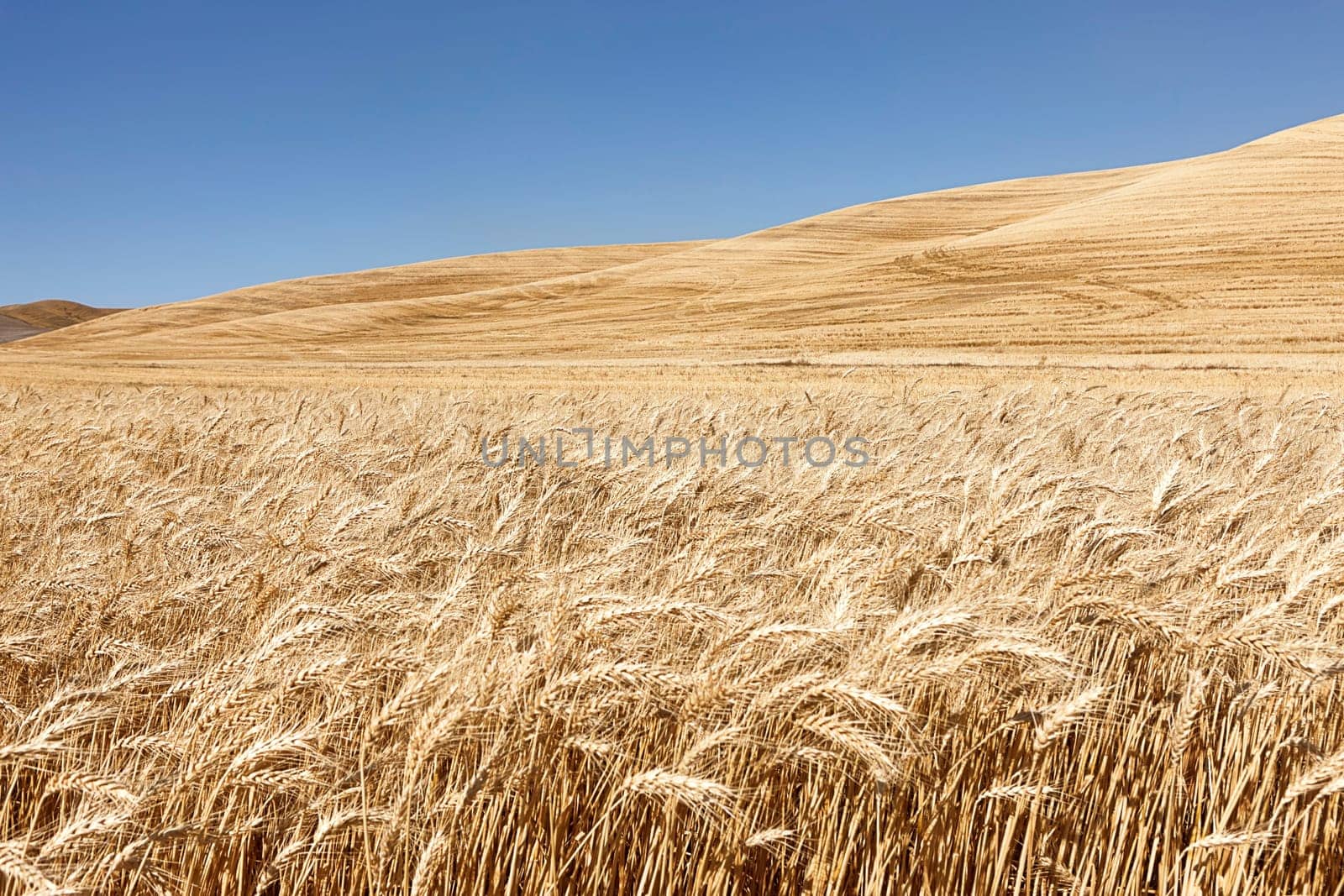 A field of wheat under a bright blue sky near Colfax, Washington.