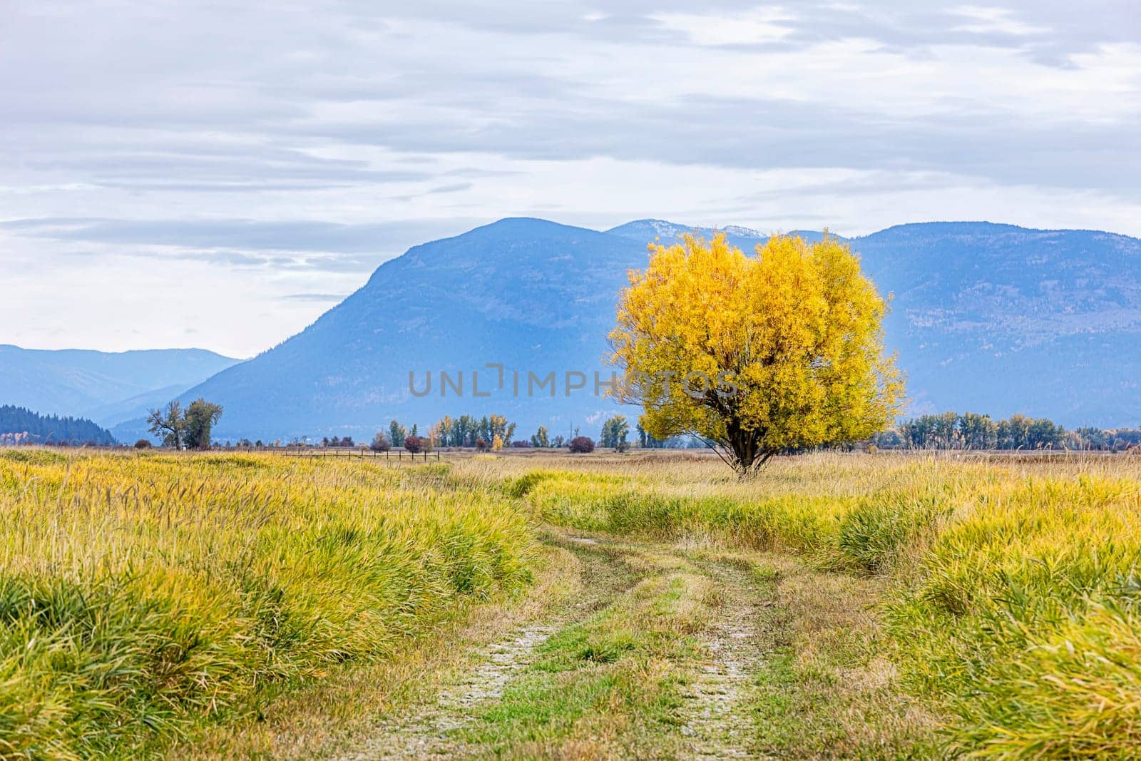 A path leads to a single tree with yellow leaves in Fall at the Kootenai Wildlife Refuge near Bonners Ferry, Idaho.