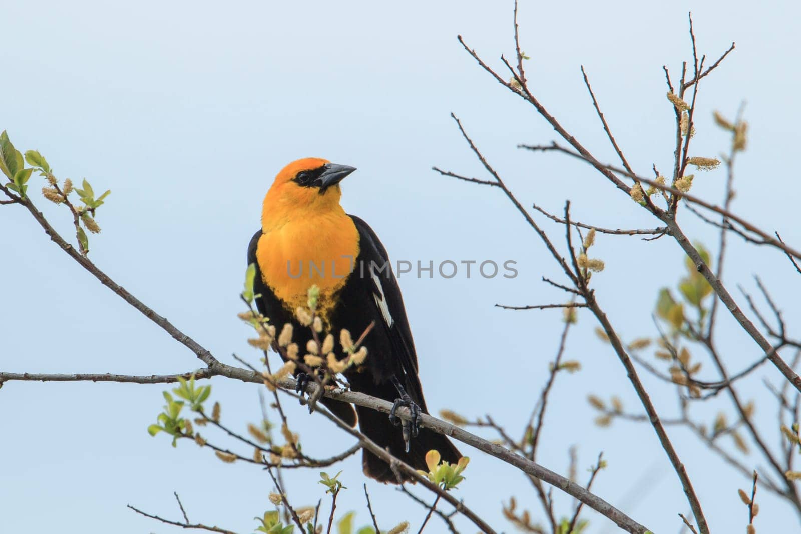 A male yellow headed blackbird (xanthocephalus) is perched on a branch in Hauser, Idaho.