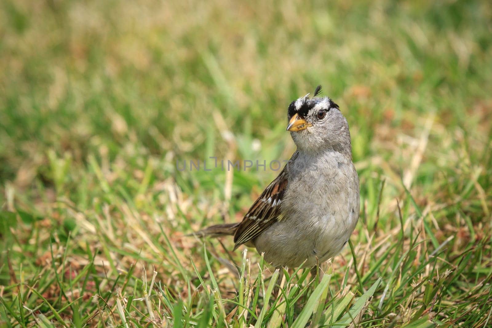 A white crowned sparrow, zonotrichia leucophrys, is walking on the ground in Seaside, Oregon.