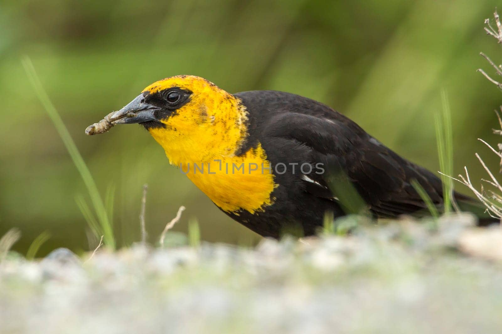 A male yellow headed blackbird (xanthocephalus) has a worm or grub in its beak in Hauser, Idaho.