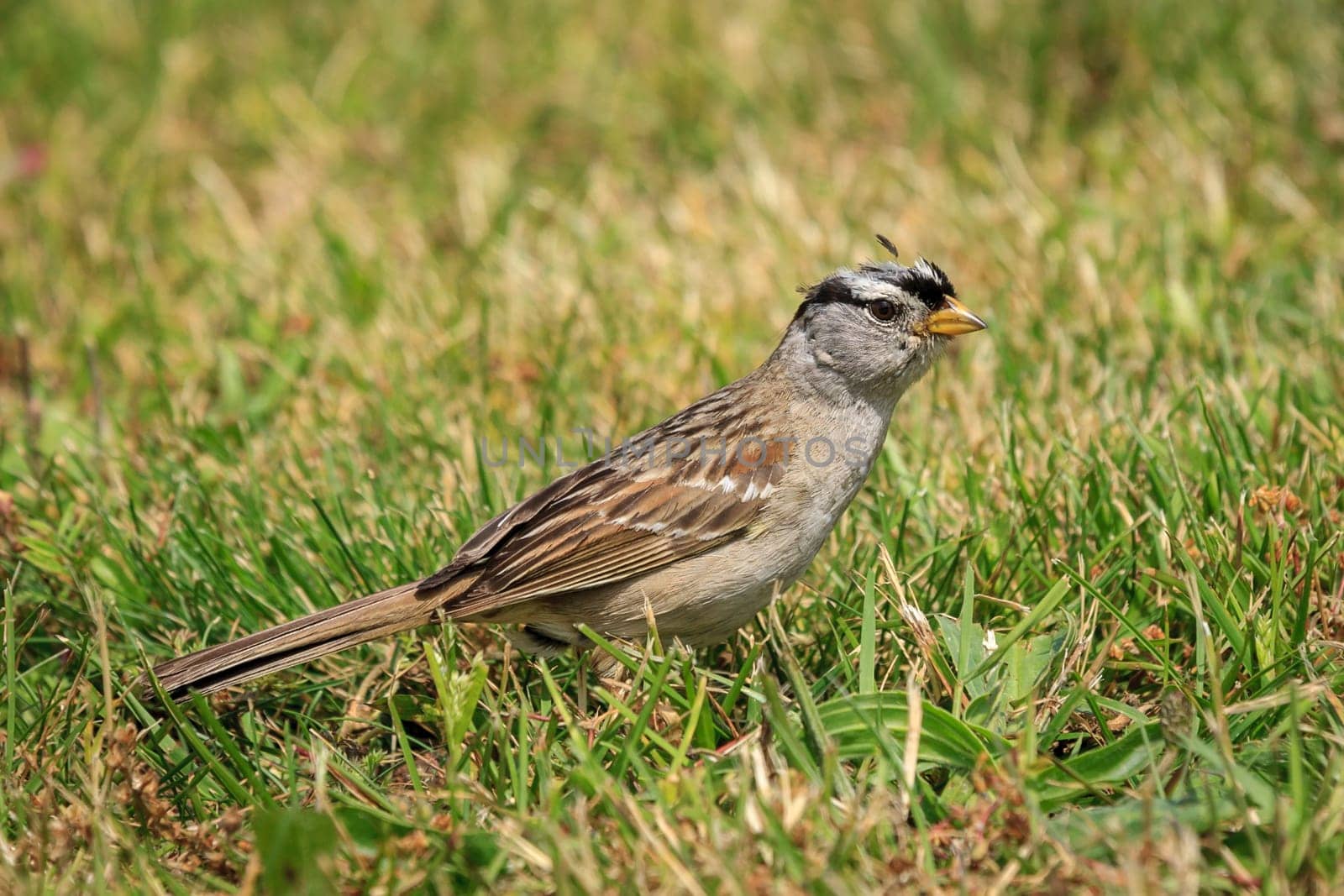 A white crowned sparrow, zonotrichia leucophrys, is walking on the ground in Seaside, Oregon.