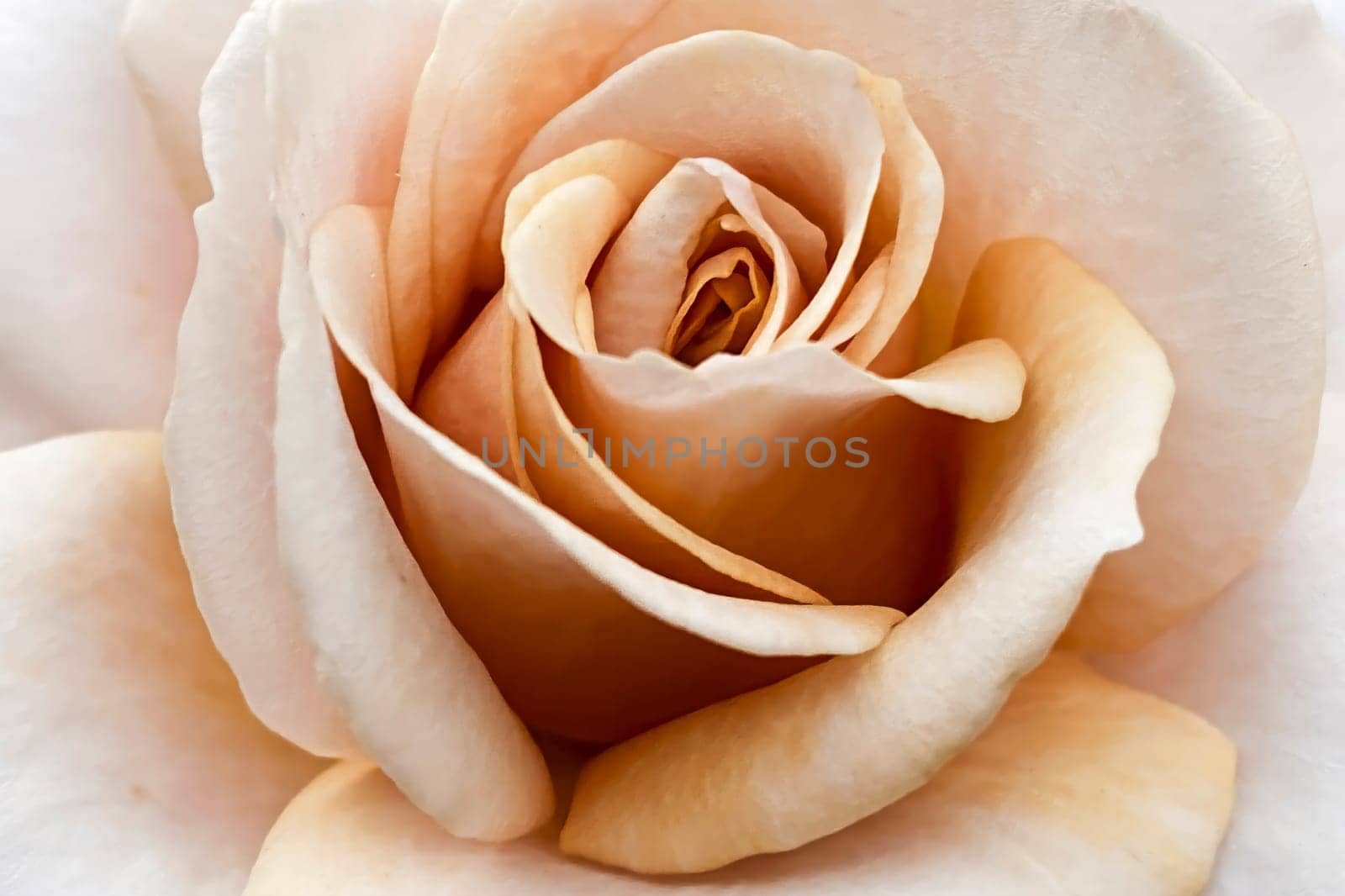 Detailed macro shot of a peach-colored rose, showcasing soft petals and intricate textures. Ideal for concepts of beauty, love, and natural elegance.