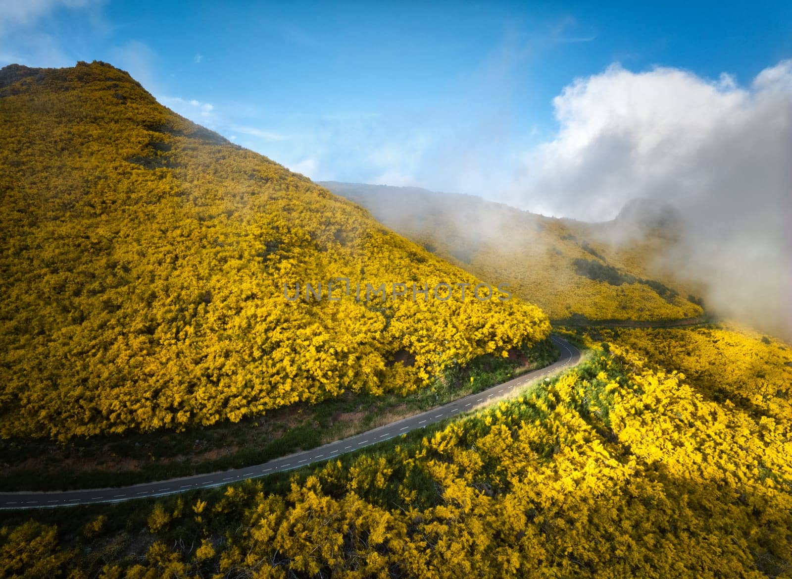 Aerial view of road among yellow Cytisus blooming shrubs near Pico do Arieiro, Portugal in clouds