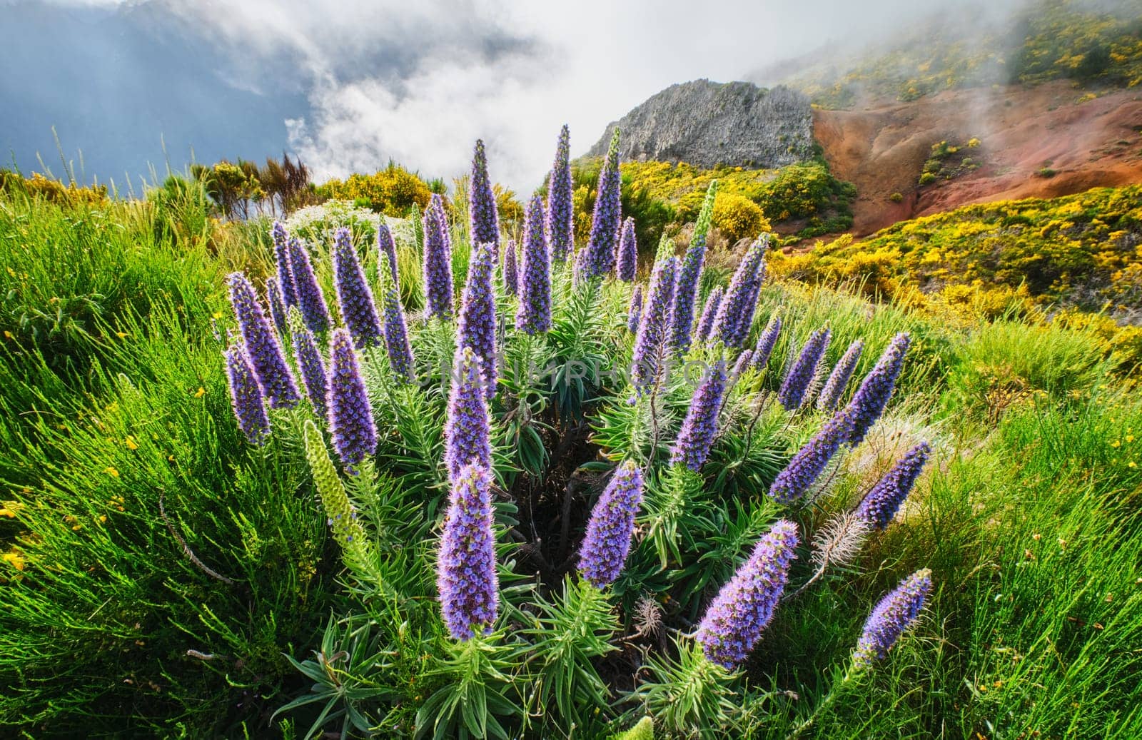 Madeira landscape with Pride of Madeira flowers and blooming Cytisus shrubs and mountains in clouds. Miradouros do Paredao, Madeira island, Portugal