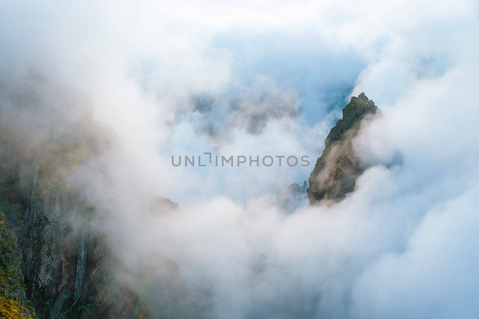 A mountain covered in fog and clouds with blooming Cytisus shrubs. Near Pico de Arieiro , Madeira island, Portugal