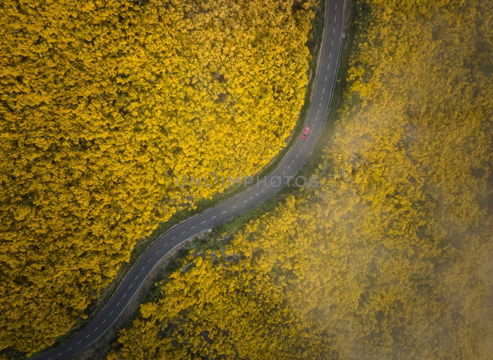 Aerial view of road with red car among yellow Cytisus blooming shrubs near Pico do Arieiro, Portugal