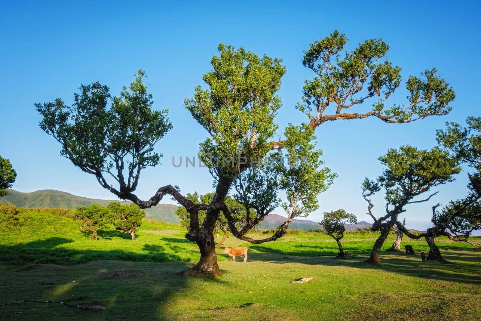Cow calf and centuries-old til trees in fantastic magical idyllic Fanal Laurisilva forest on sunrise. Madeira island, Portugal