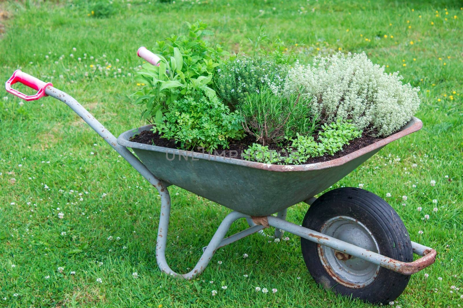 wheelbarrow with herbs in the garden
