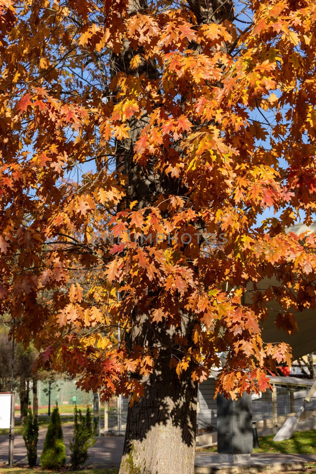 impression of leaves and autumn colors