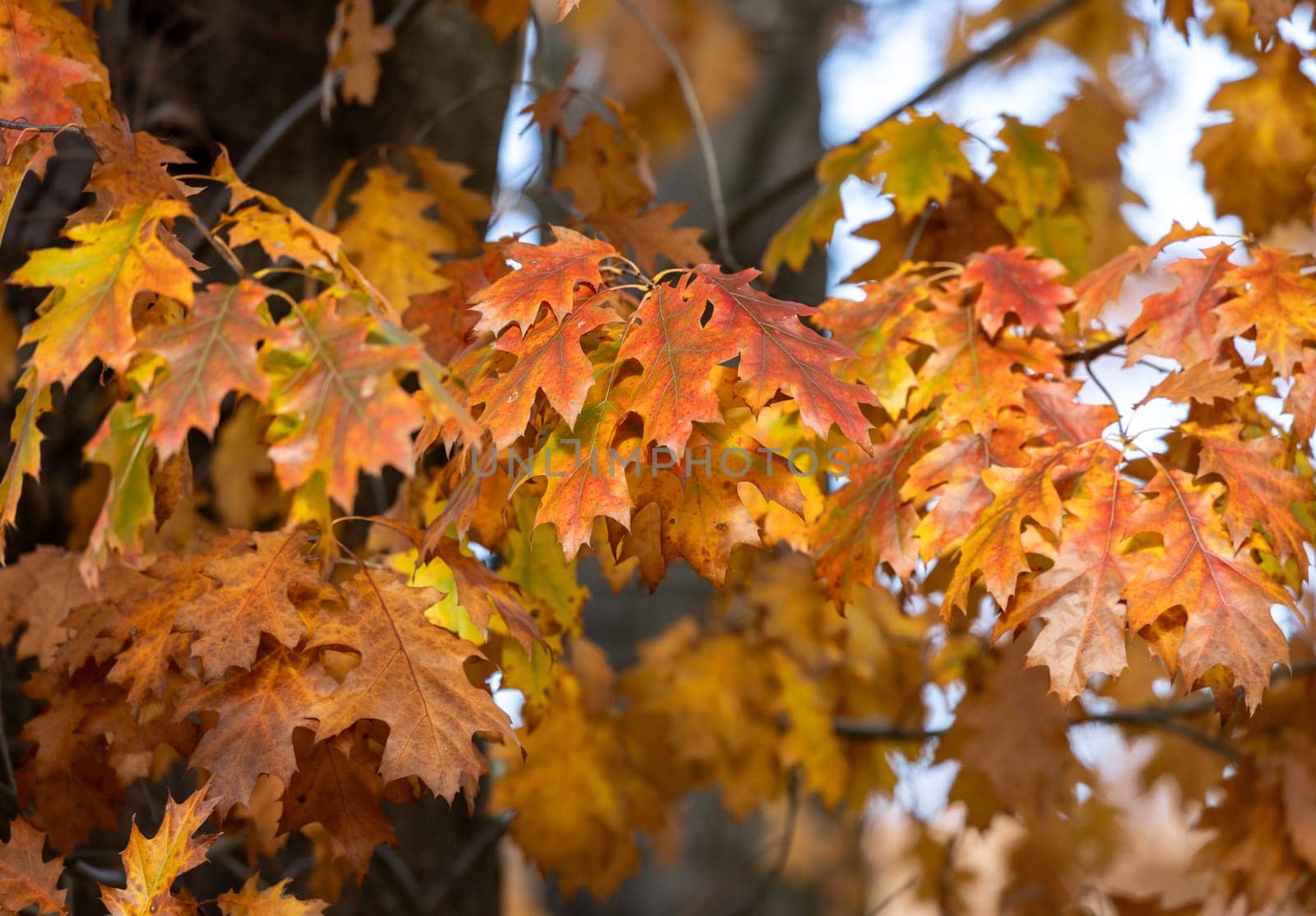 impression of leaves and autumn colors