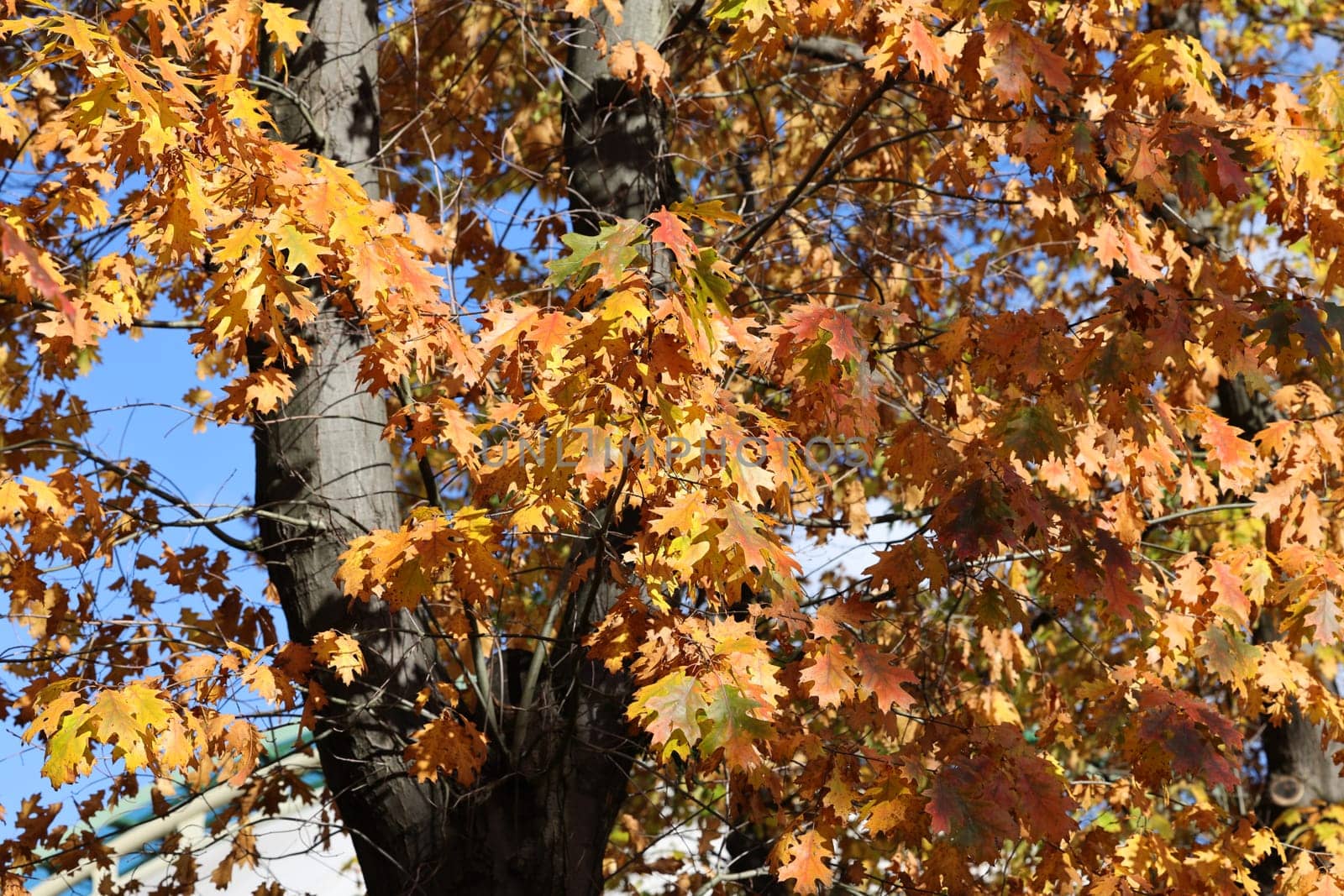 impression of leaves and autumn colors