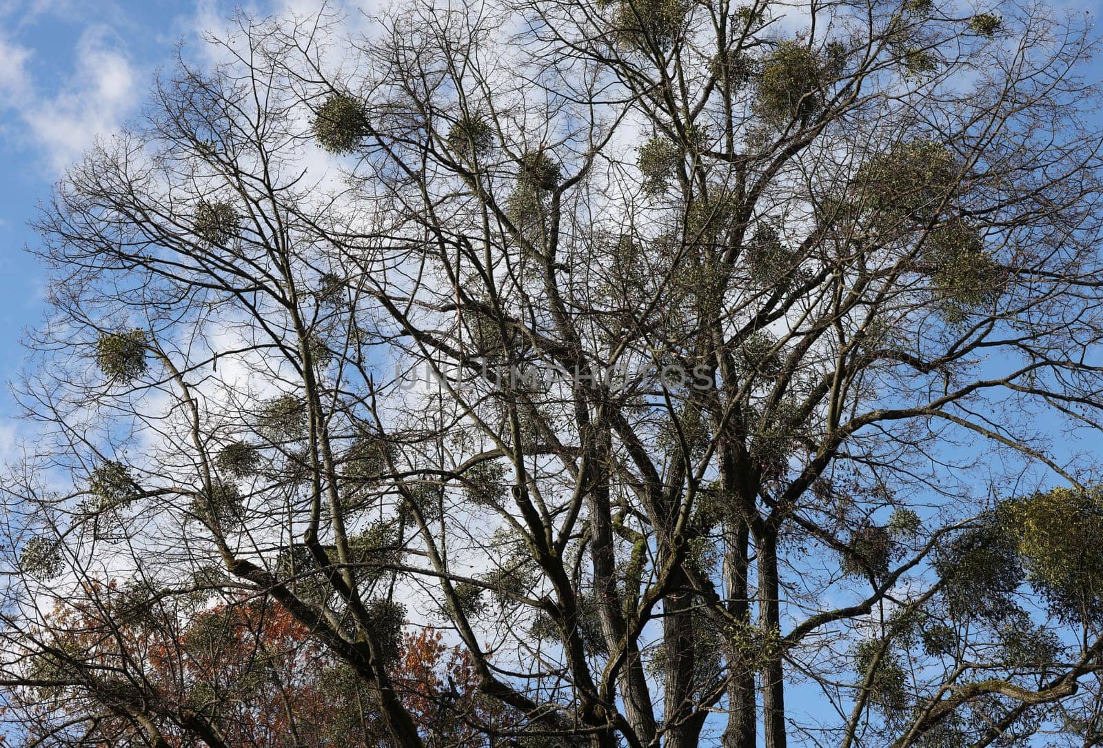 Mistletoe balls growing on a tree, symbol of Christmas holidays