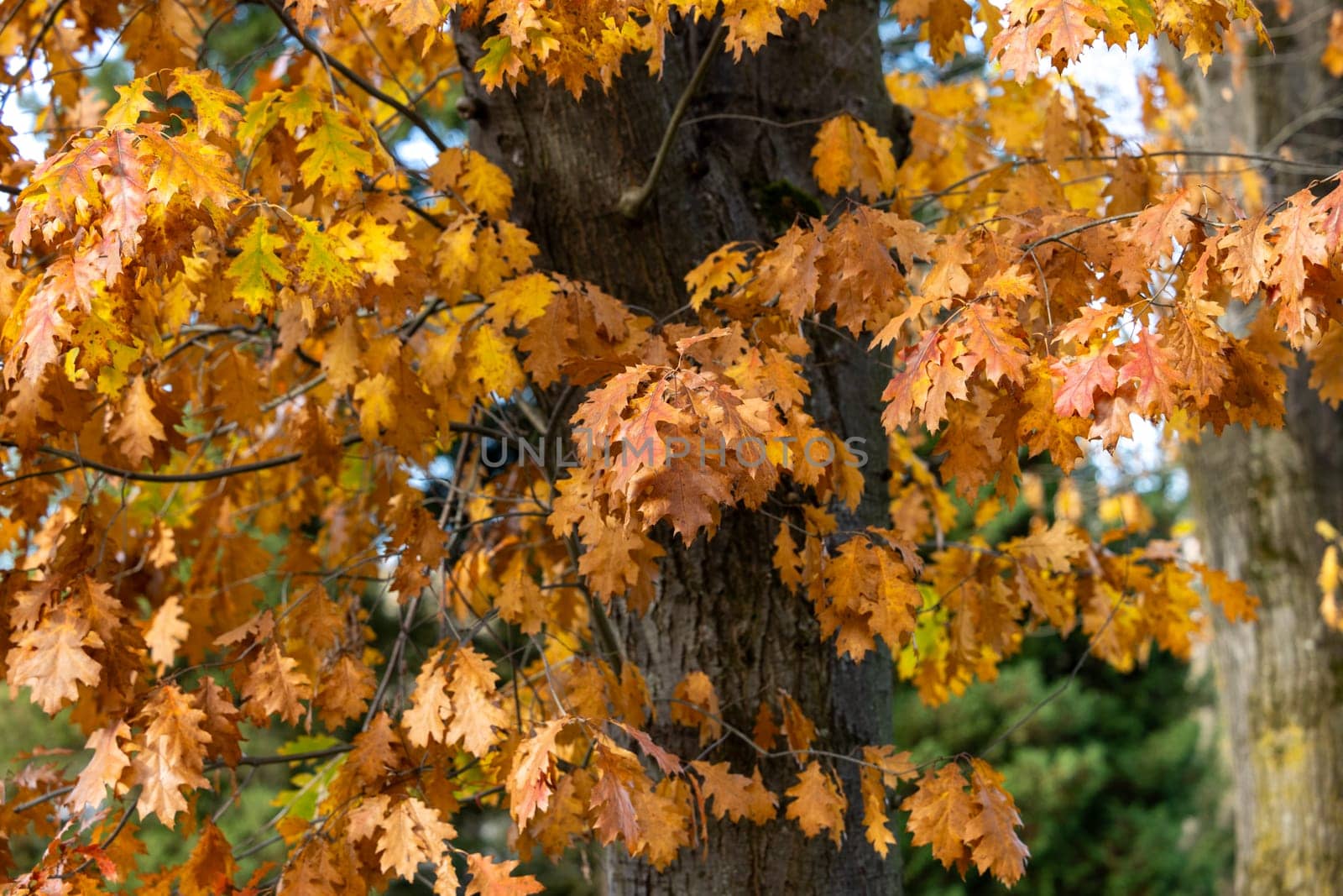 impression of leaves and autumn colors