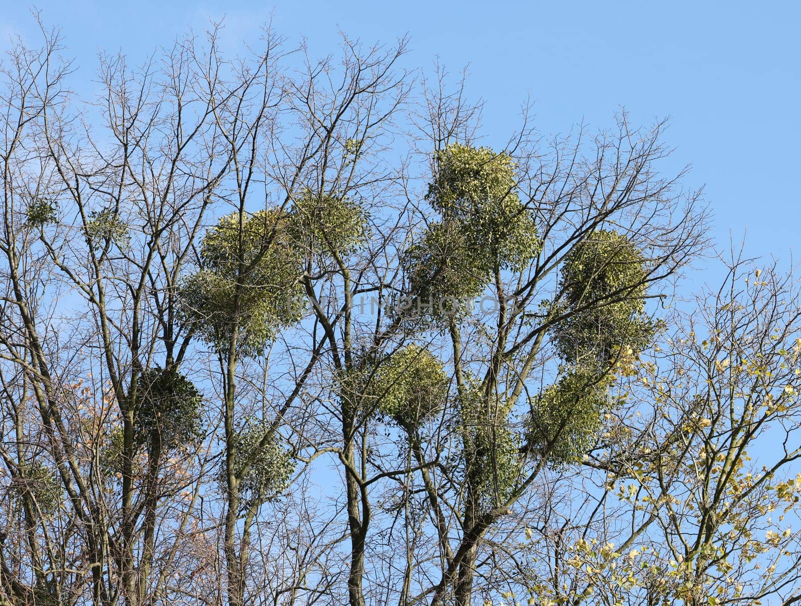 Mistletoe balls growing on a tree, symbol of Christmas holidays