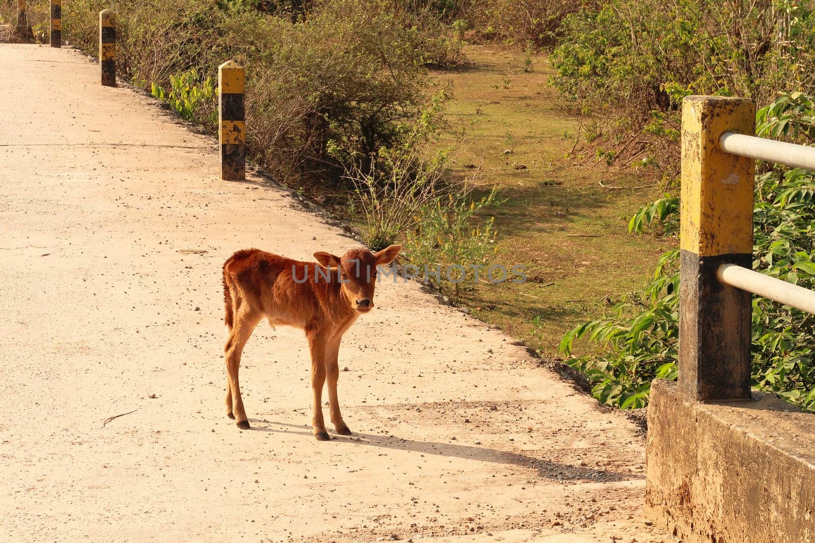 Baby cow, calf on the road on the Thakhek Motobrike Loop, Laos 2023