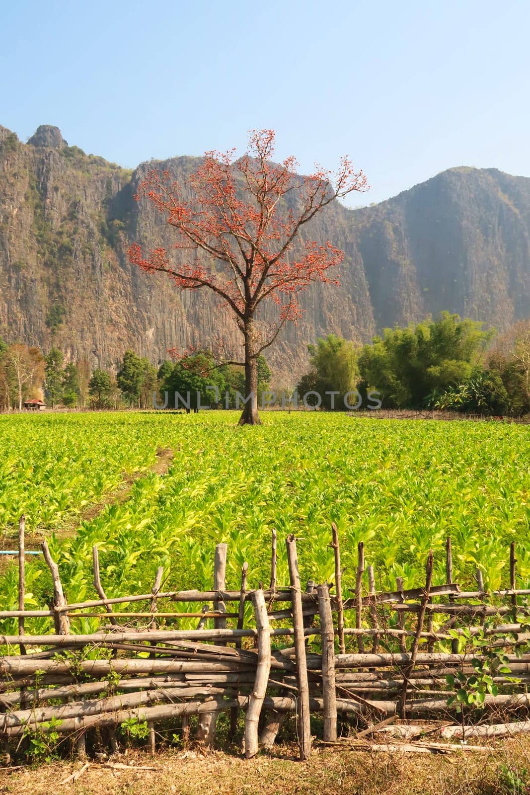 View onto a red blooming tree in lush, green farmland, Thakhek Motorbike Loop, Laos 2023