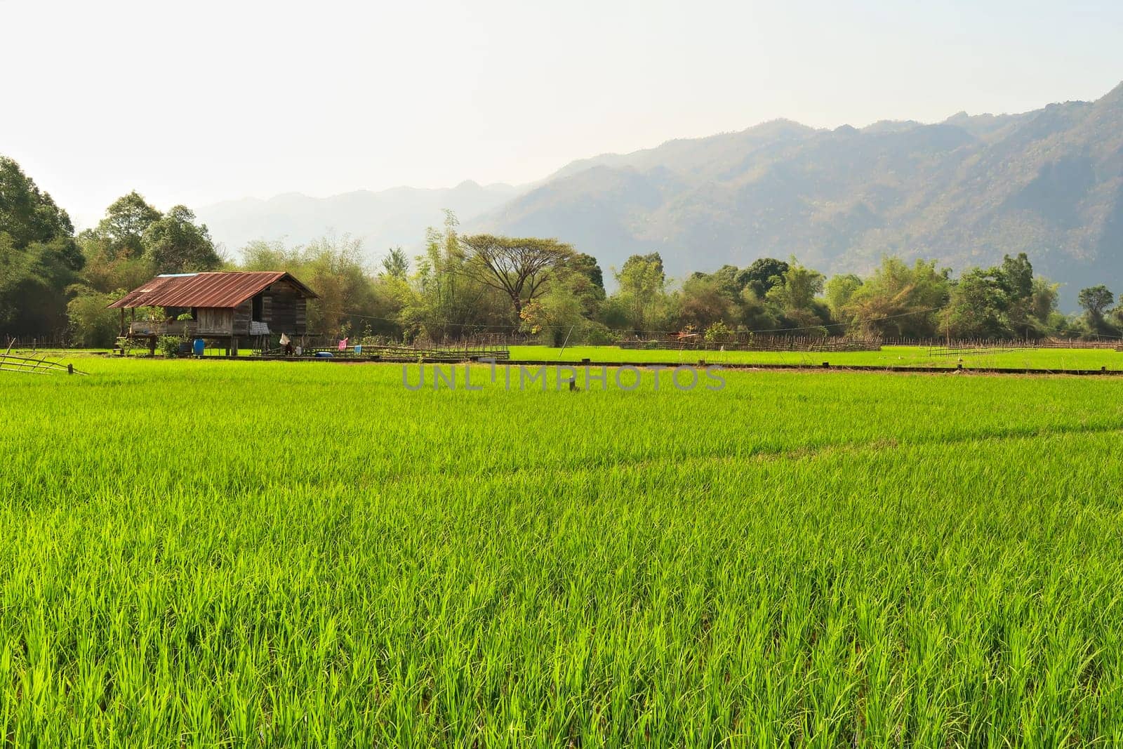 View onto bright green, lush rice fields, paddies, farmland on the Thakhek Motorbike Loop, Laos 2023