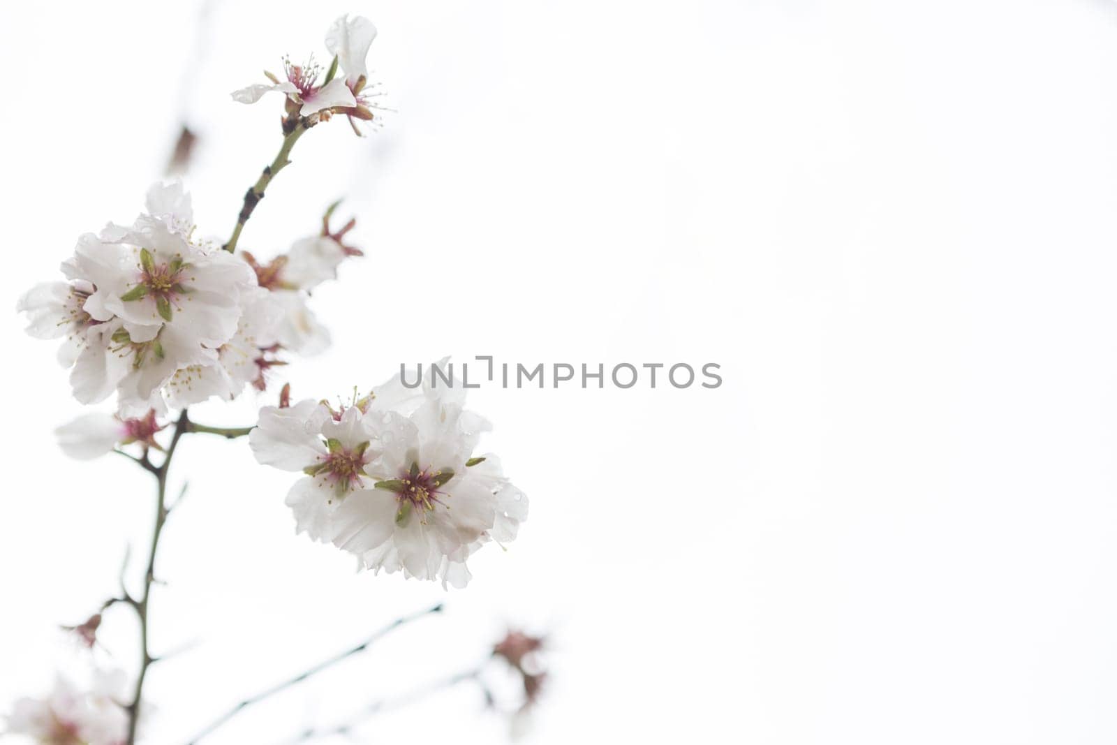 close up almond blossoms. High resolution photo