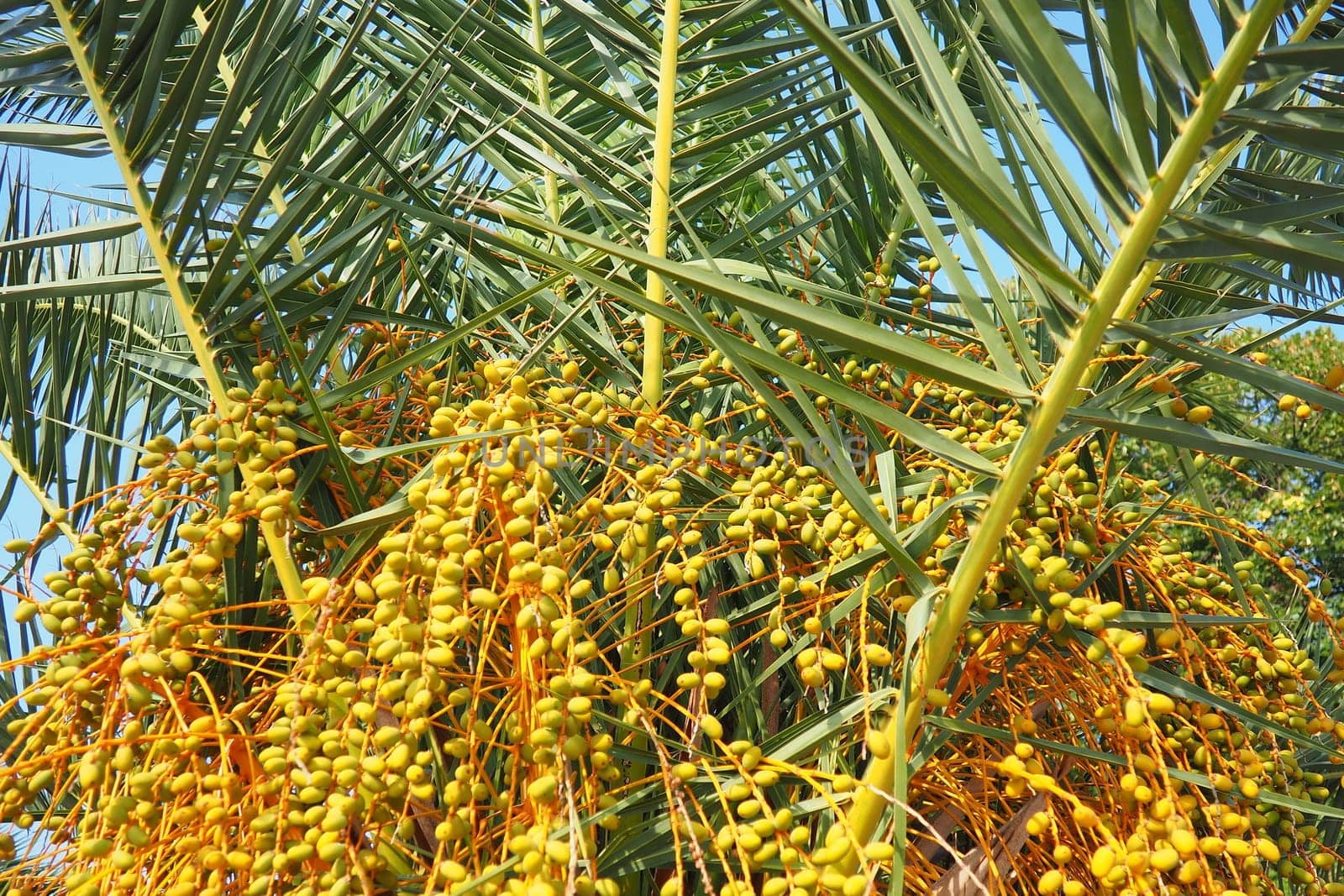 Ripening dates fruit on a palm tree branches, Phoenix dactylifera, commonly known as the date palm, a flowering-plant species in the palm family, Arecaceae, cultivated for edible sweet fruit of dates.