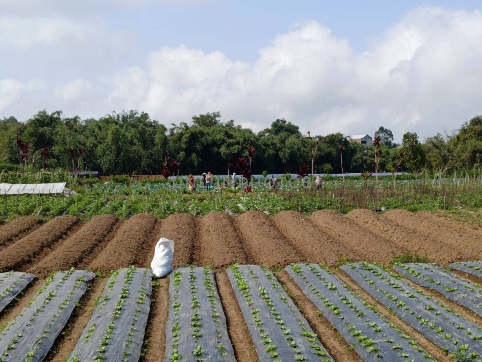 A group of farmers work diligently on a sprawling vegetable farm under a bright sky. Rows of crops thrive amid lush green surroundings, showcasing agrarian life and sustainable farming practices.