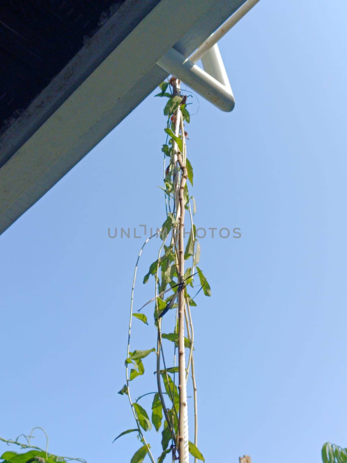 A vibrant climbing plant ascends beneath a roof structure, showcasing its growth against a clear blue sky. The image conveys themes of nature, urban gardening, and upward growth.