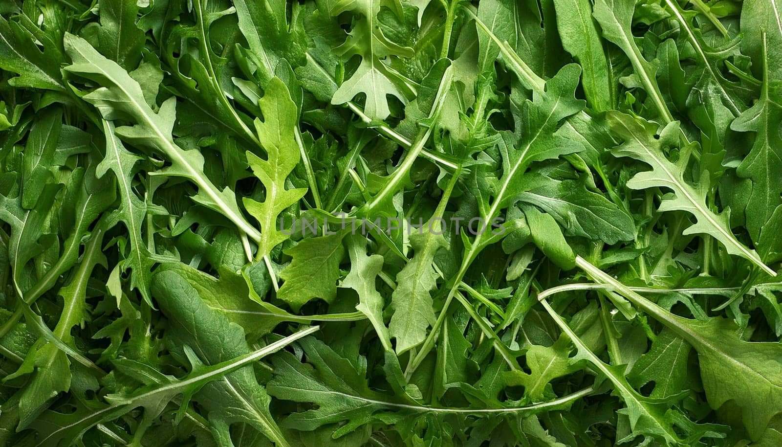 rocket salad flat top view, AI generated image