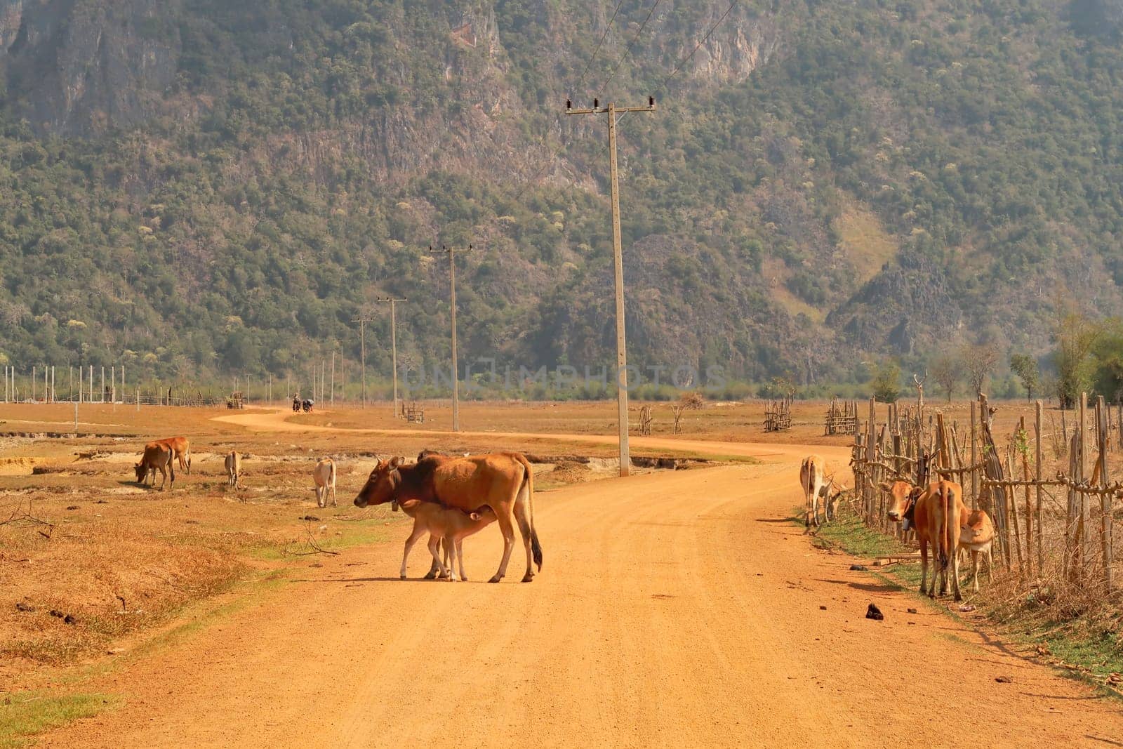 A calf is drinking from the mother cow on the middle of the road, dirtroad, on the way to cool pool, a tourist attraction on the Thakhek Motorbike Loop, Laos 2023