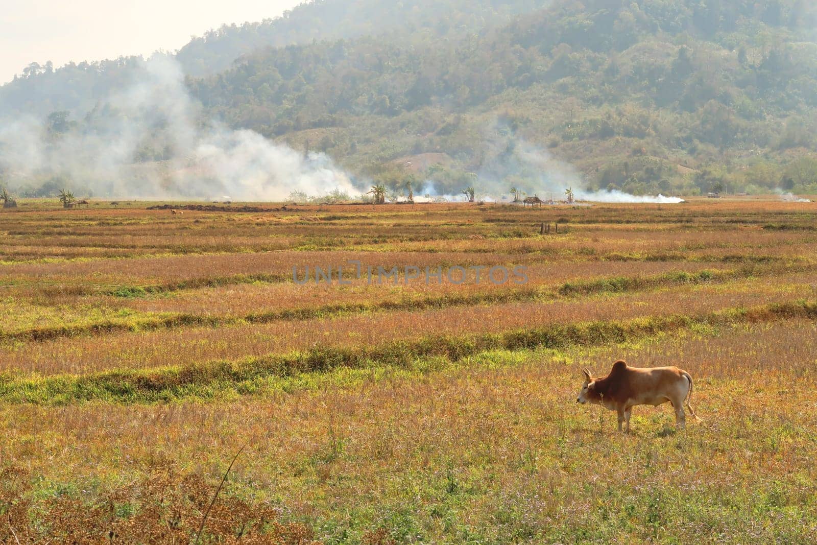 The countryside of northern Laos during burning season, an ox, cow, bull is standing on a field, a lot of smoke rises in the background, on the Thakhek Motorbike Loop, Laos 2023