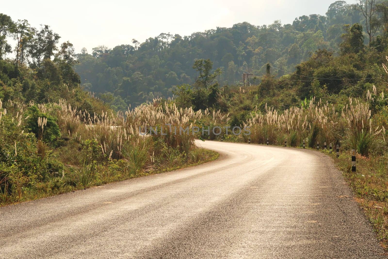 The road winding through beautiful vegegtation, plants on the Thakhek Motorbike Loop, Laos 2023