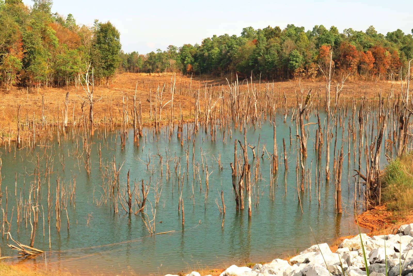 View onto submerged trees, the flooded forest of Nam Theun, now in the reservoir lake of a hydroelectric dam along the Thakhek Motorbike Loop, Laos 2023
