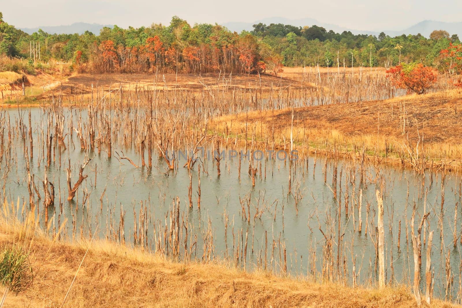 View onto the flooded forest, submerged trees of Nam Theun, now in the reservoir lake of a hydroelectric dam along the Thakhek Motorbike Loop, Laos