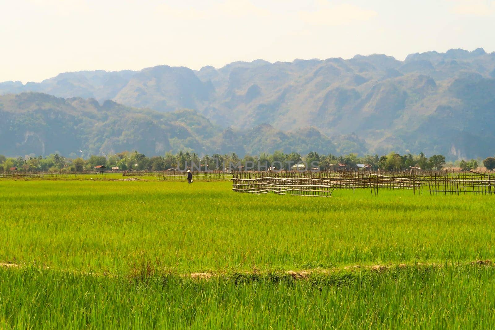 View onto lush, bright rice fields, paddies, farmland with a local farmer, worker on it, Thakhek Motorbike Loop, Laos 2023