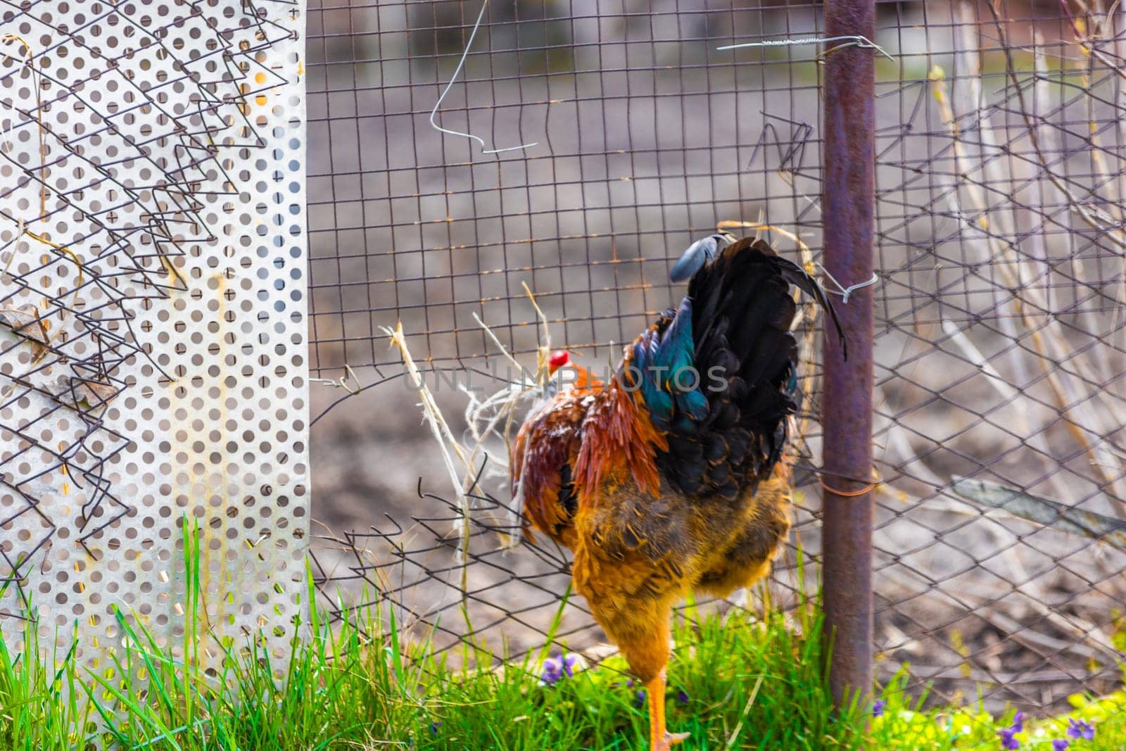 Rooster is squeezing through the hole in old wire fence at summer day.
