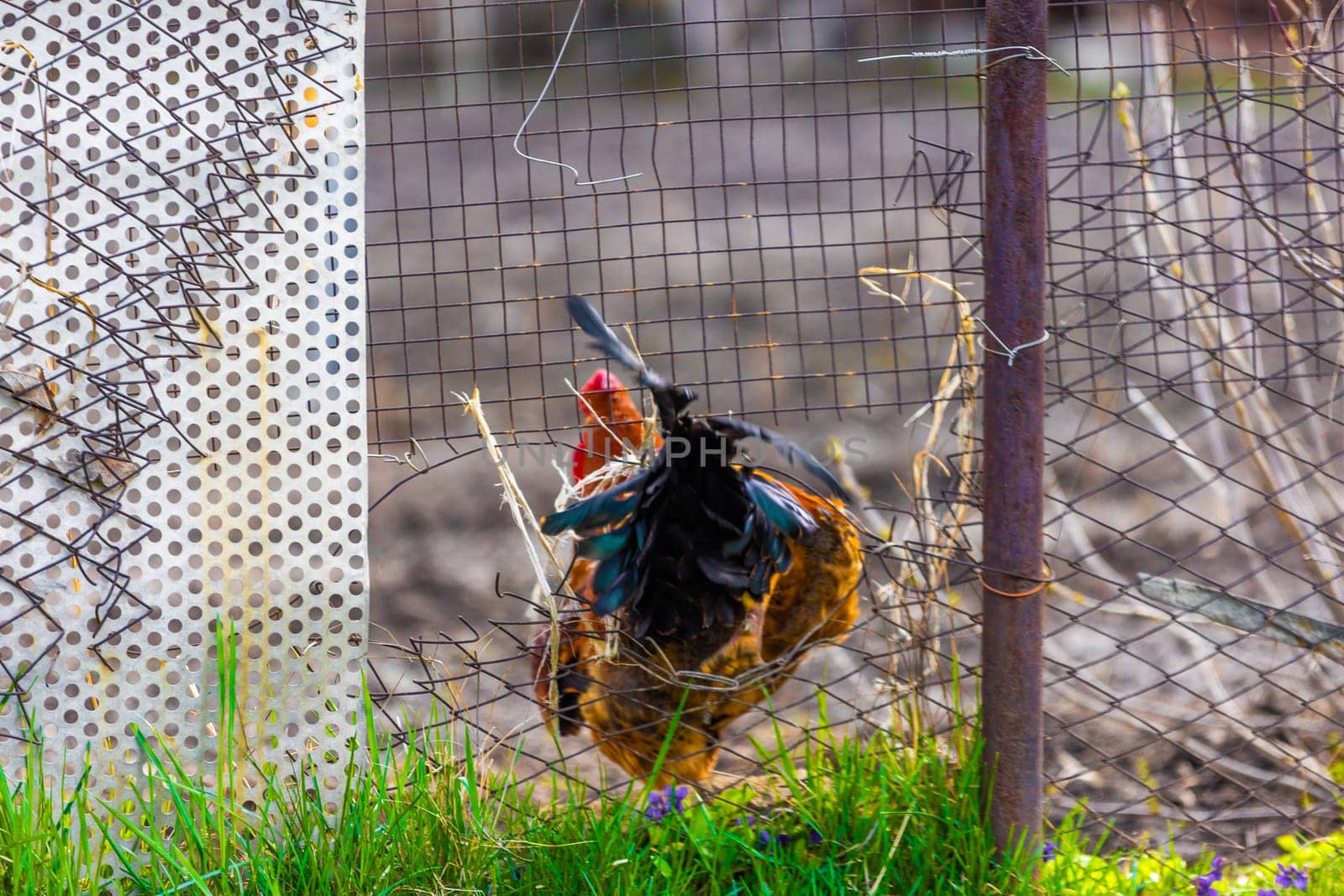 Rooster is squeezing through the hole in old wire fence at summer day.