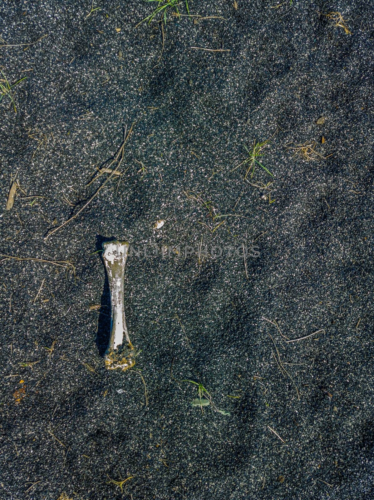bone laid on black sand or ashes surface under direct sun light, high angle view