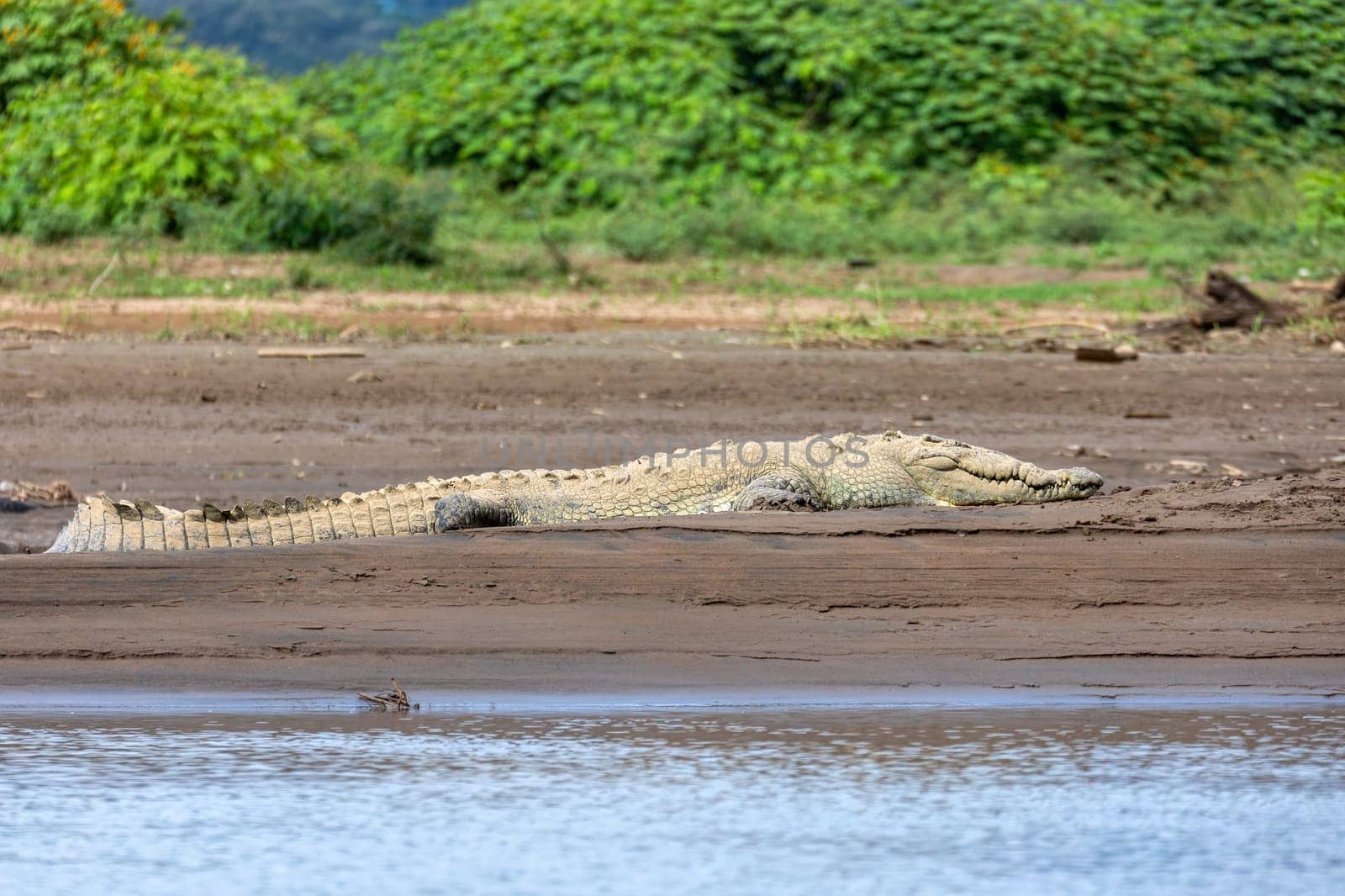 Resting crocodile with opened mouth full of tooths, American crocodile (Crocodylus acutus), Rio Tarcoles, Costa Rica Wildlife
