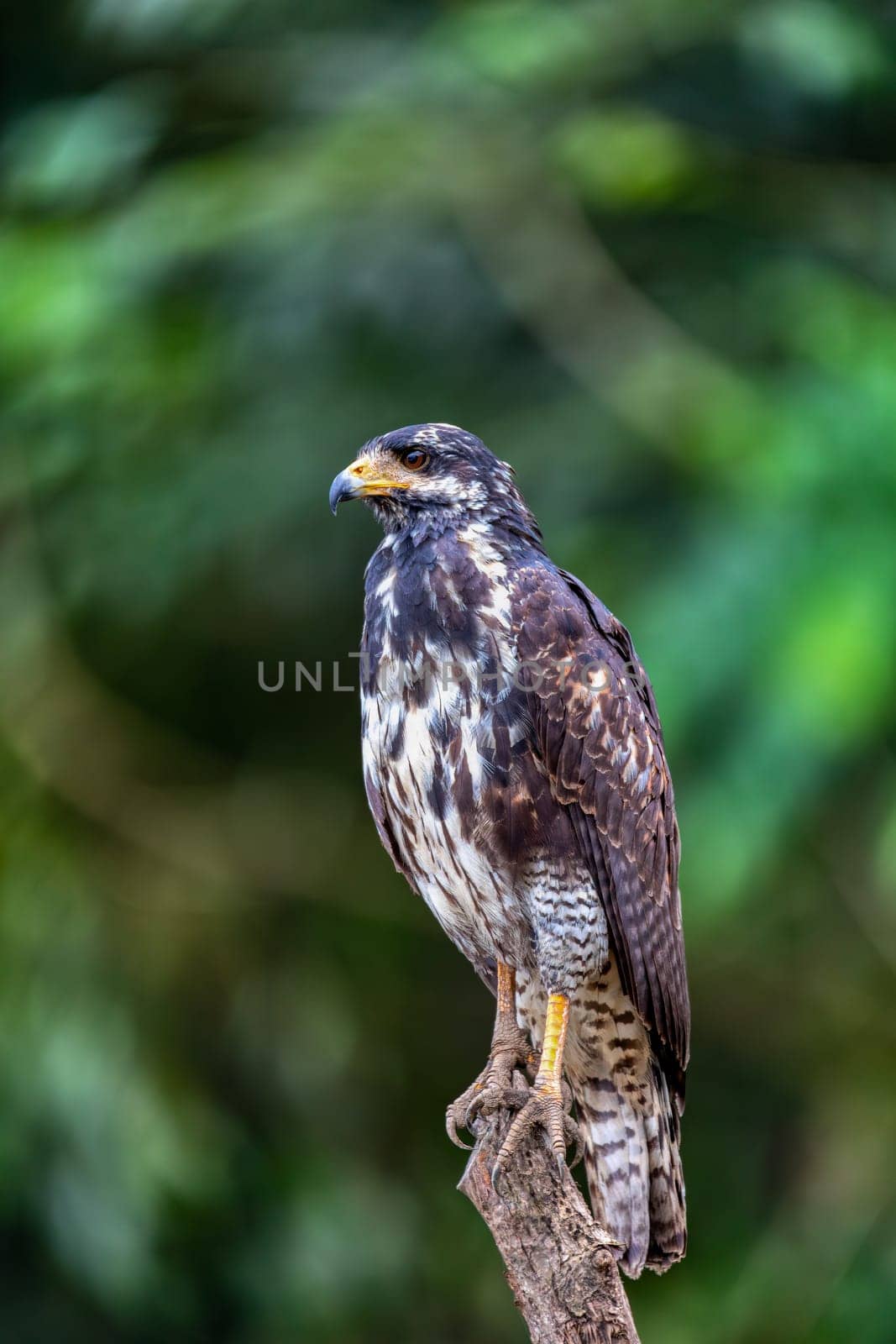 Common black hawk (Buteogallus anthracinus) is a bird of prey in the family Accipitridae. Tarcoles, Puntarenas, Costa Rica wildlife