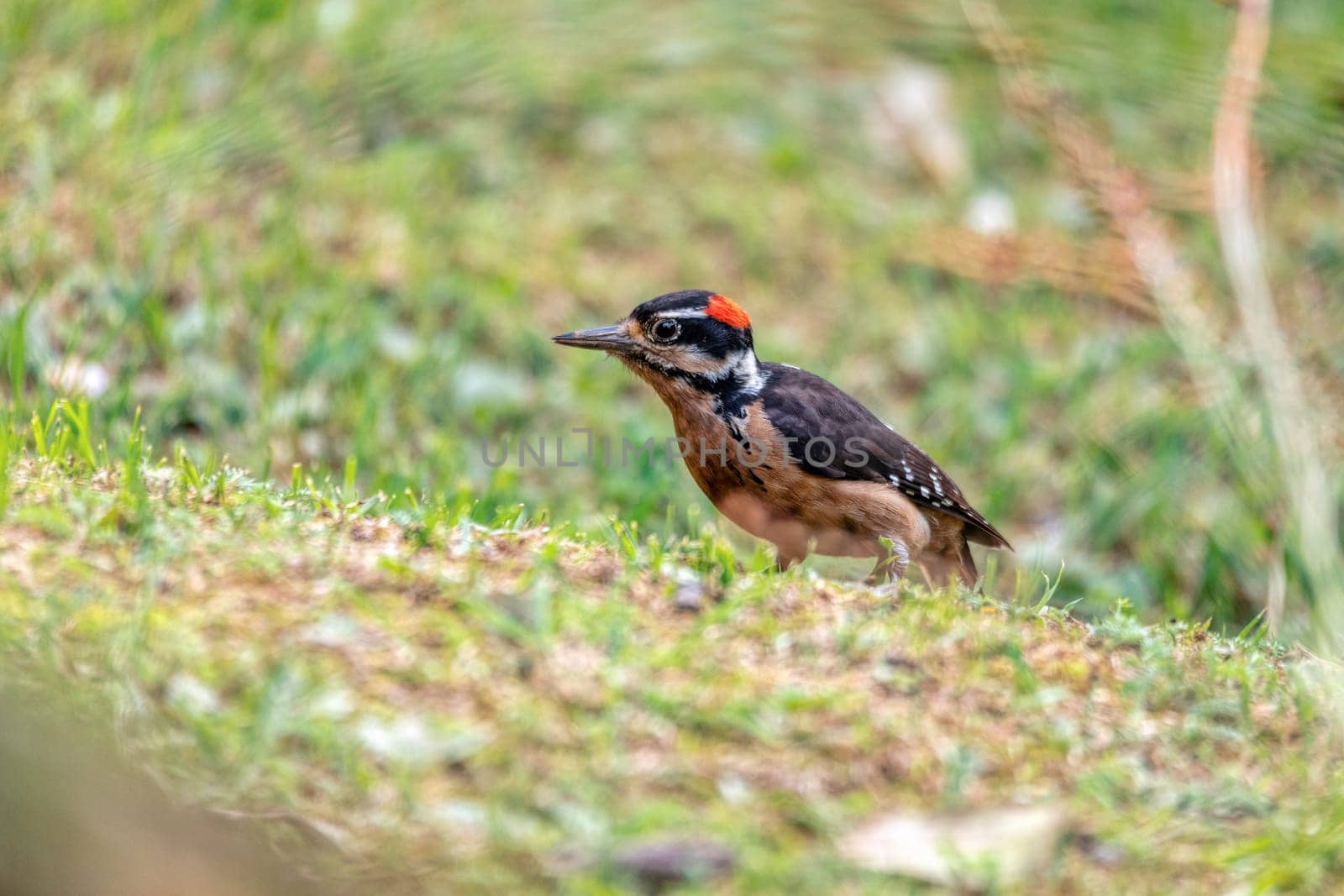 Hairy woodpecker (Leuconotopicus villosus) looking for food on ground, San Gerardo de Dota, Wildlife and birdwatching in Costa Rica.
