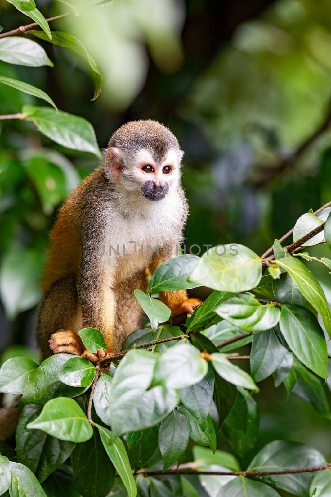 Cute playful Central American squirrel monkey (Saimiri oerstedii), Quepos, Costa Rica wildlife