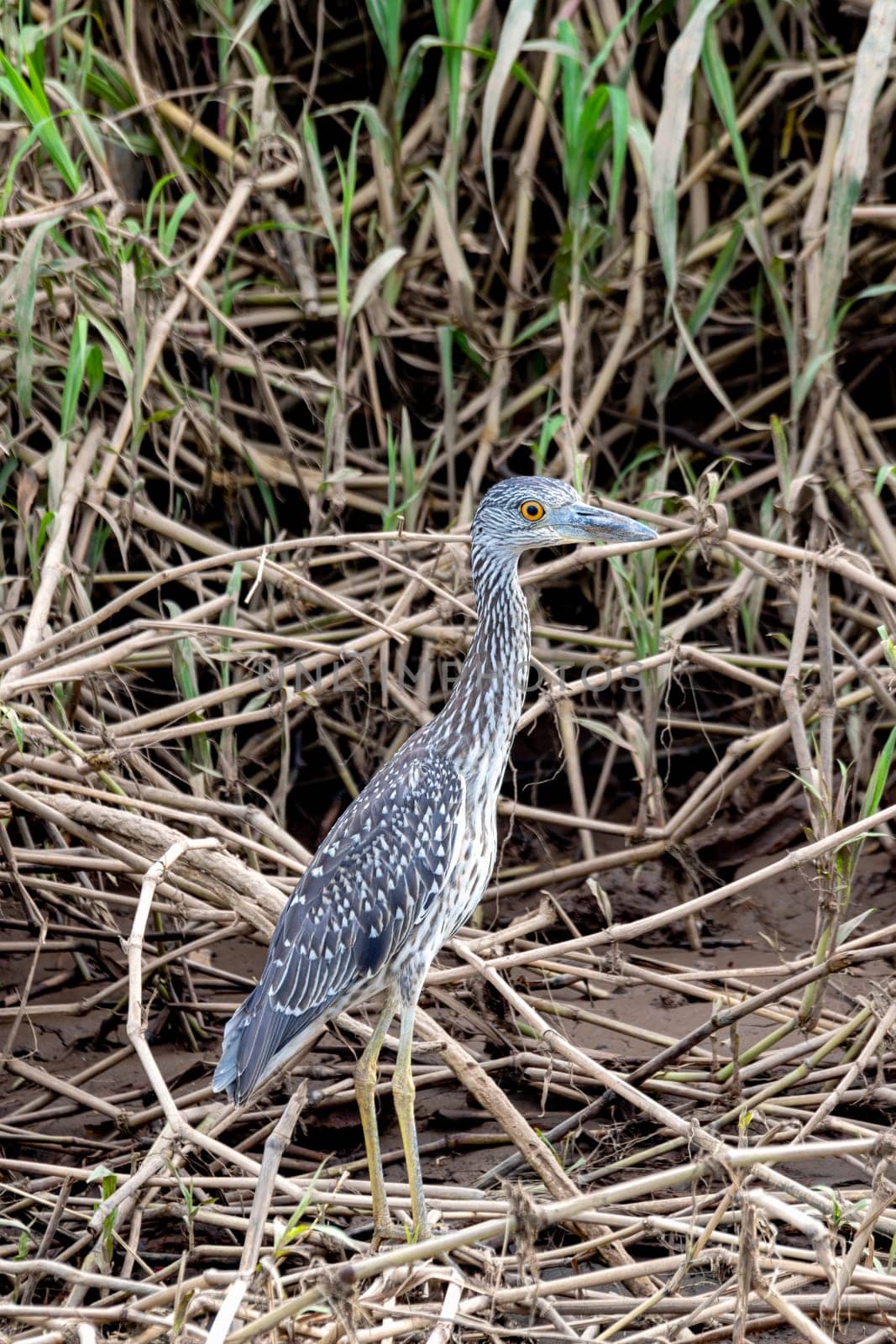 Yellow-crowned night heron juvenile (Nyctanassa violacea), is one of two species of night heron in genus Nyctanassa. Rio Tarcoles, Wildlife and birdwatching in Costa Rica.
