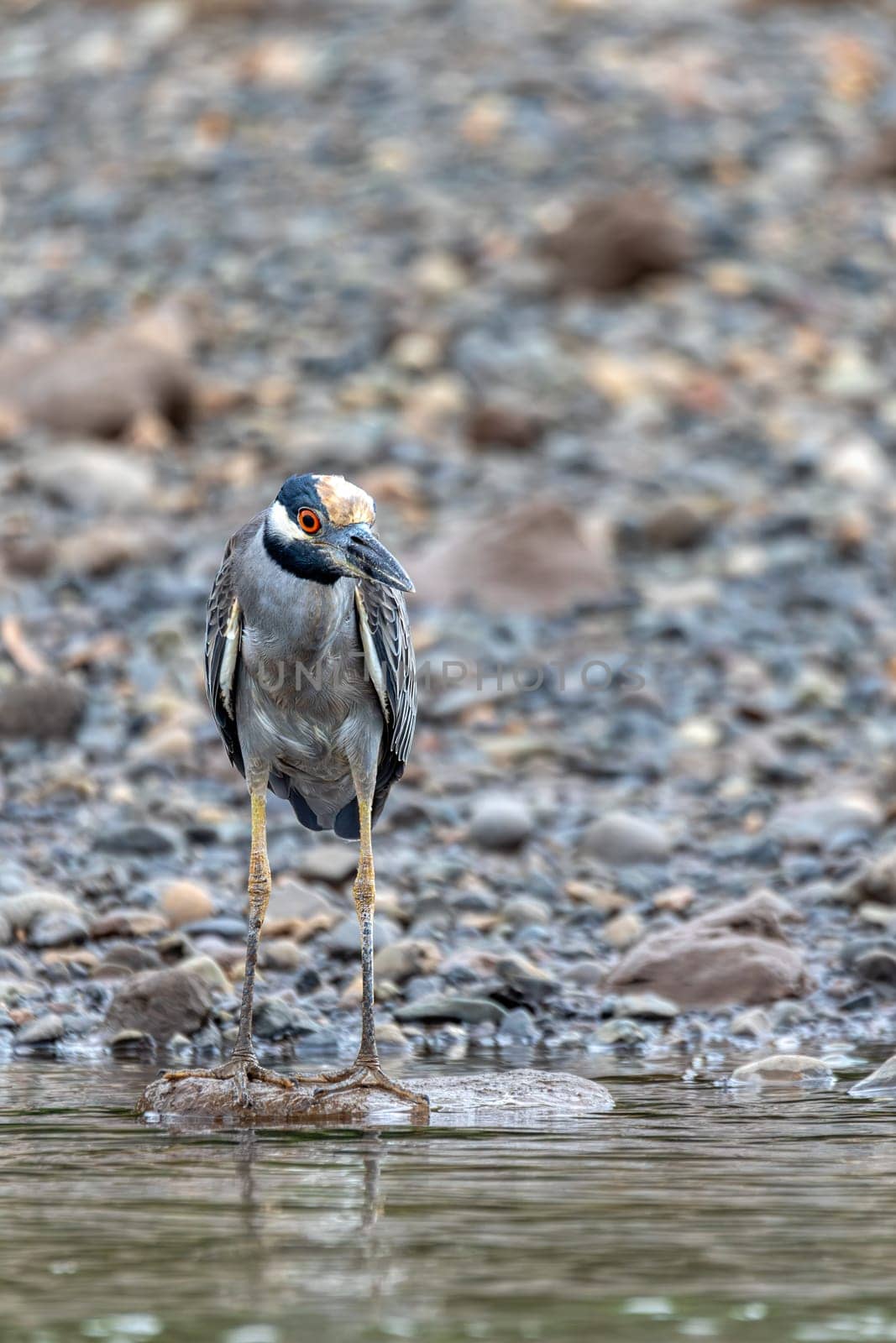 Yellow-crowned night heron (Nyctanassa violacea), is one of two species of night heron in genus Nyctanassa. Rio Tarcoles, Costa Rica Wildlife
