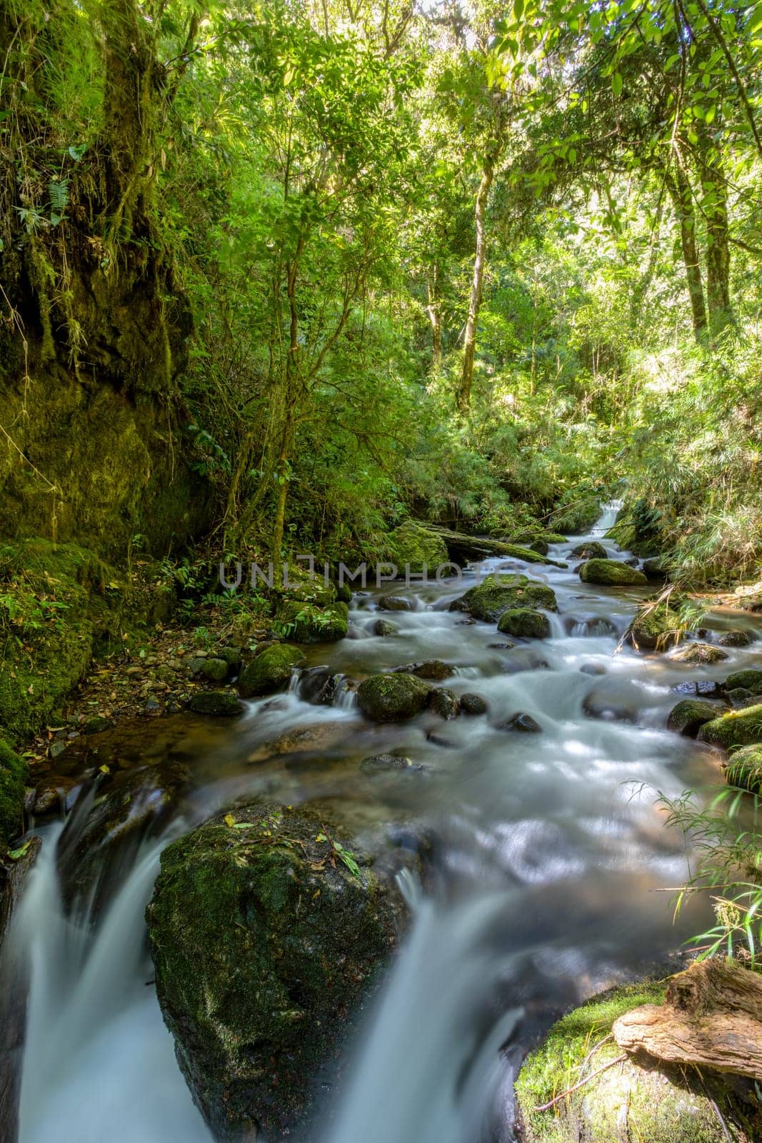 Small wild mountain river Rio Savegre, long exposure and milky water. Stunning landscape of wilderness and pure nature. San Gerardo de Dota, Costa Rica.