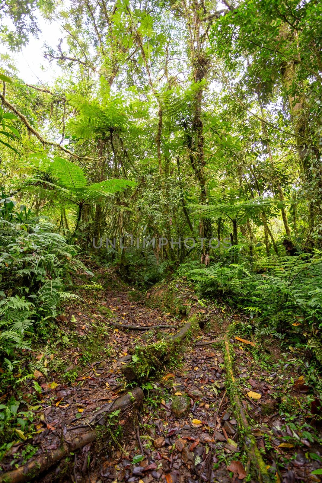 Jungle landscape. Rain forest in Tapanti national park, traditional misty cloudy weather. Green natural background. Costa Rica wilderness