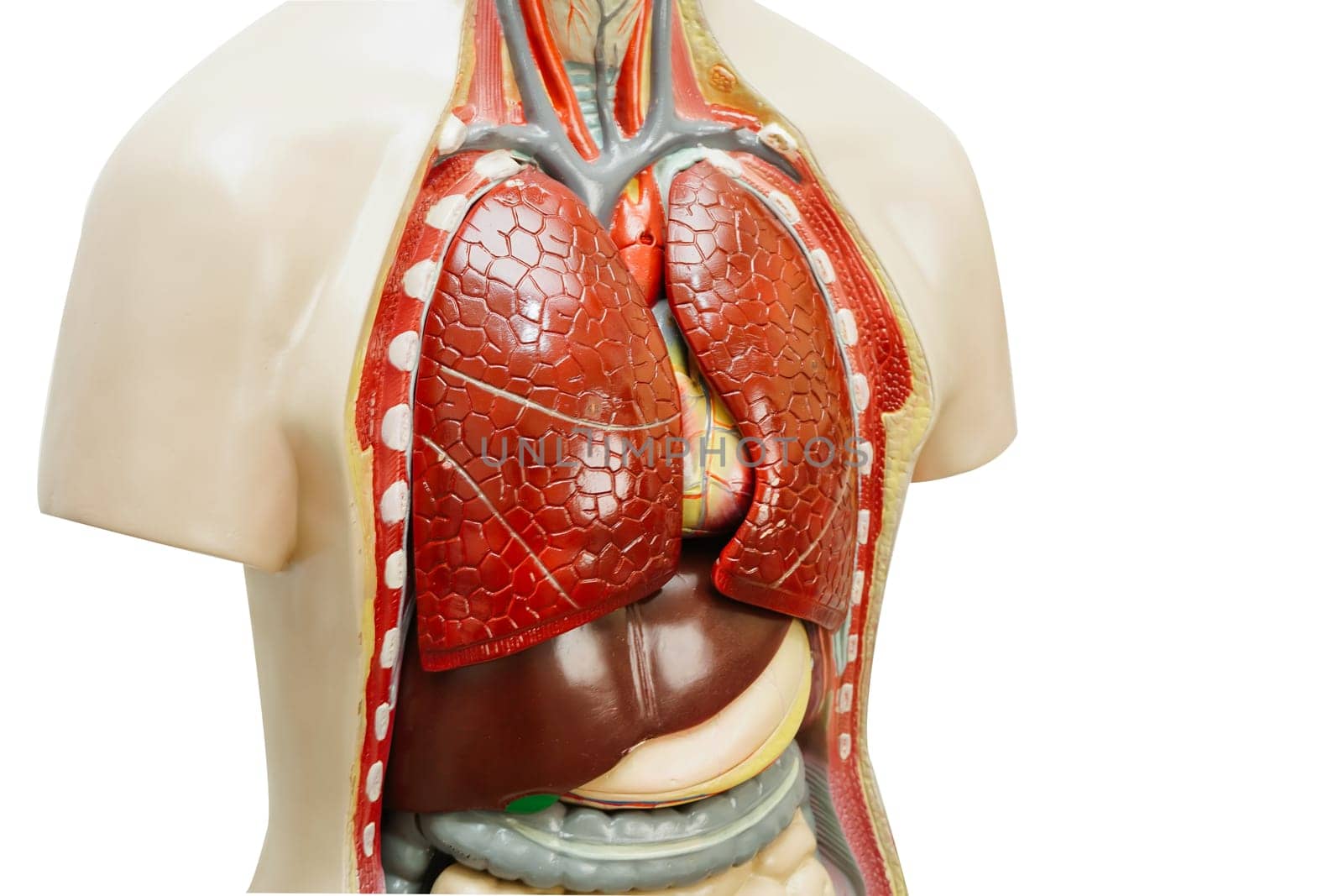 Human body anatomy organ model isolated on white background with clipping path for study education medical course.
