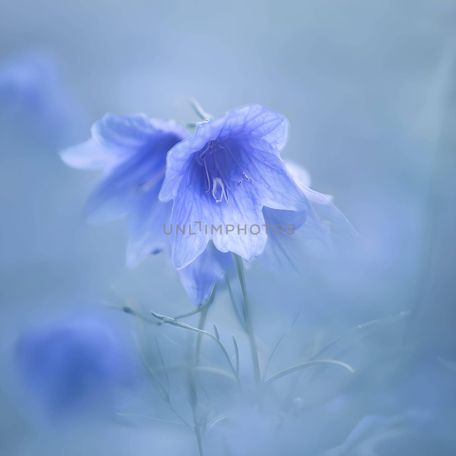 Vibrant Bellflower: Close-Up of a Soft Blue Bloom